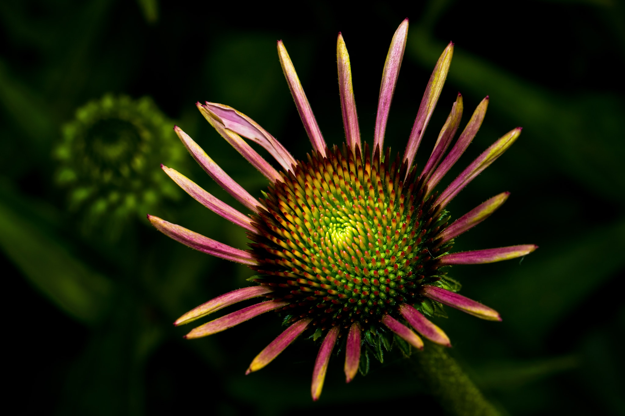 Canon EF 100mm F2.8L Macro IS USM sample photo. Flower458 photography
