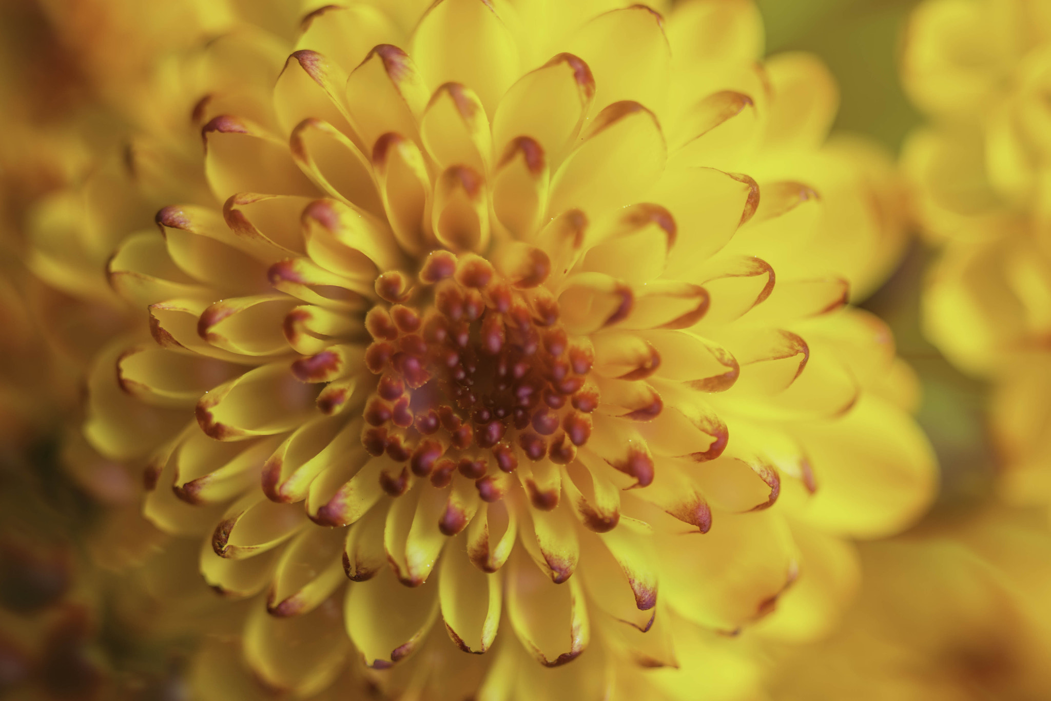Tokina AT-X Pro 100mm F2.8 Macro sample photo