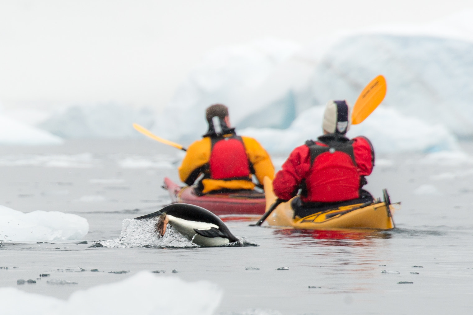 Nikon D3S sample photo. The penguin hunters photography