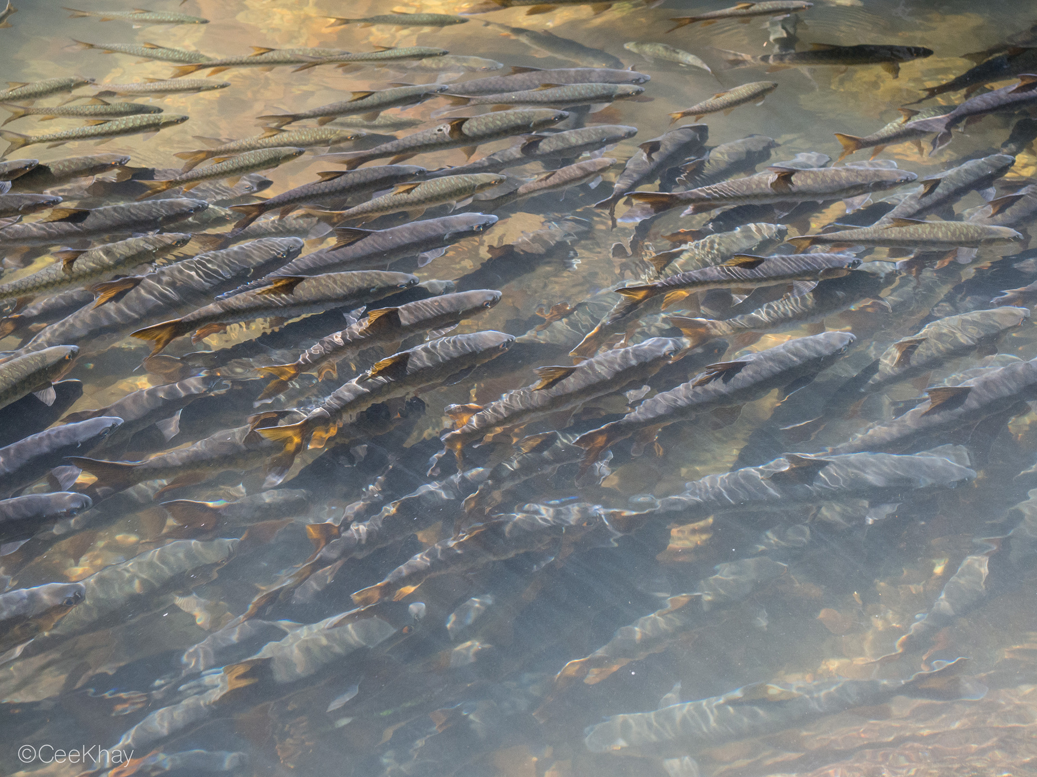 Olympus OM-D E-M10 + Olympus M.Zuiko Digital ED 12-40mm F2.8 Pro sample photo. Crystal clear water photography