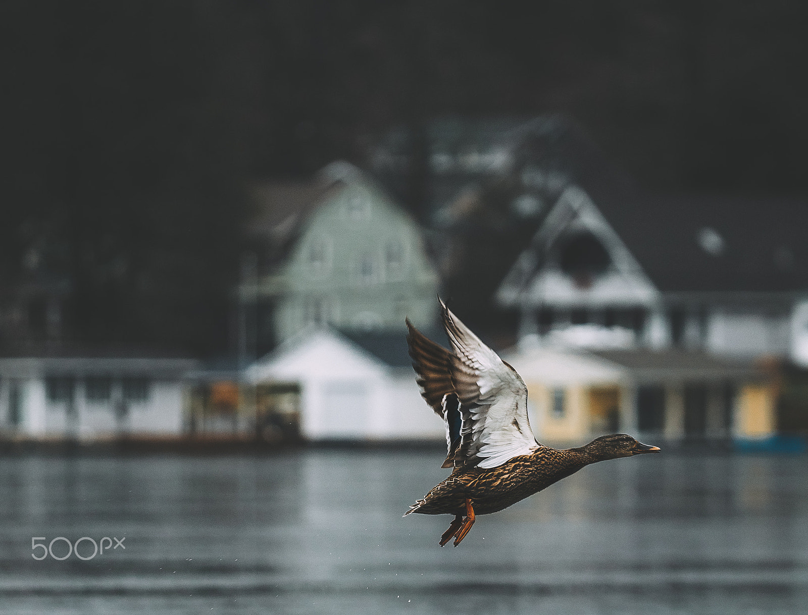 Canon EF 70-200mm F4L IS USM sample photo. Duck photography