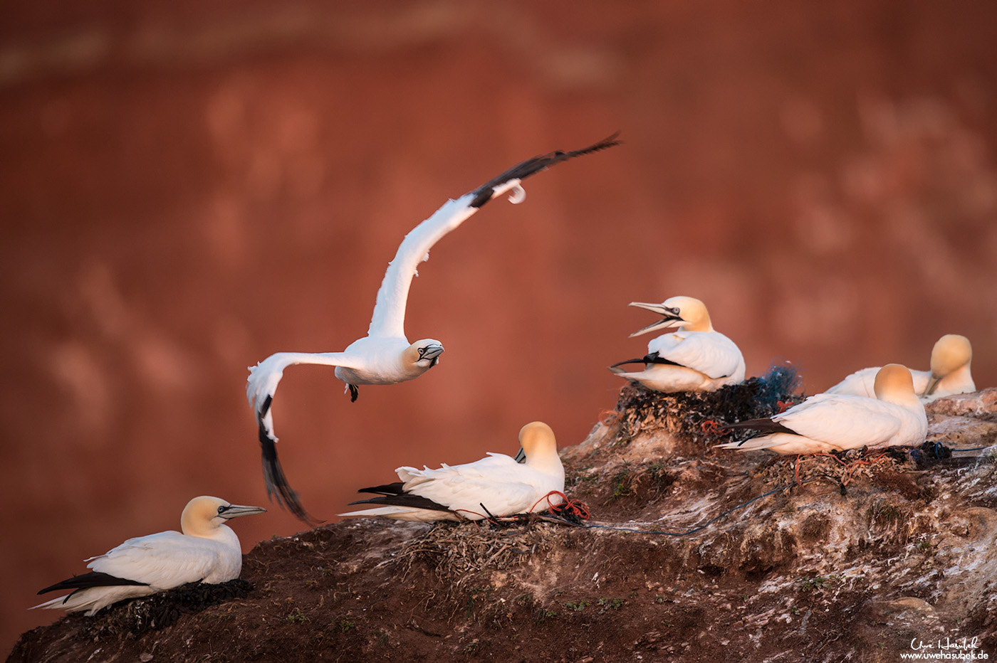 Nikon D4S + Nikon AF-S Nikkor 500mm F4G ED VR sample photo. Basstölpel auf helgoland photography