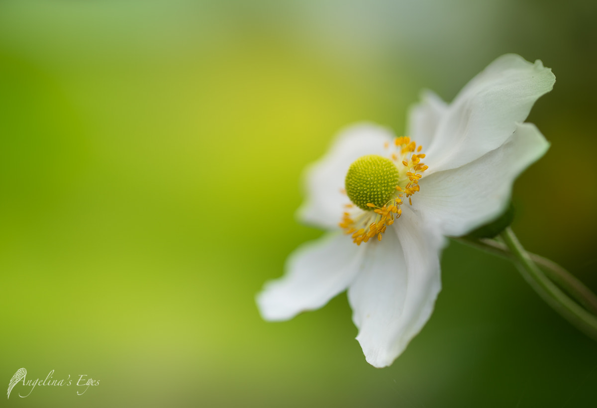 Canon EF 100mm F2.8L Macro IS USM sample photo. Because she's beautiful photography