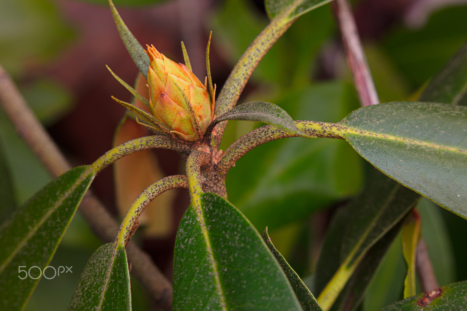 Canon EOS 5DS R sample photo. Rhododendron bud photography