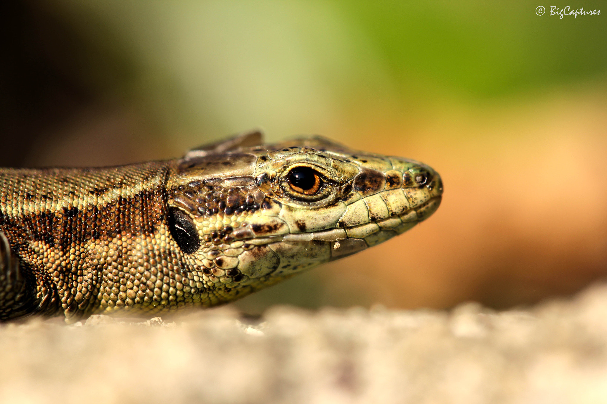 Canon EF 100mm F2.8 Macro USM sample photo. Podarcis muralis photography