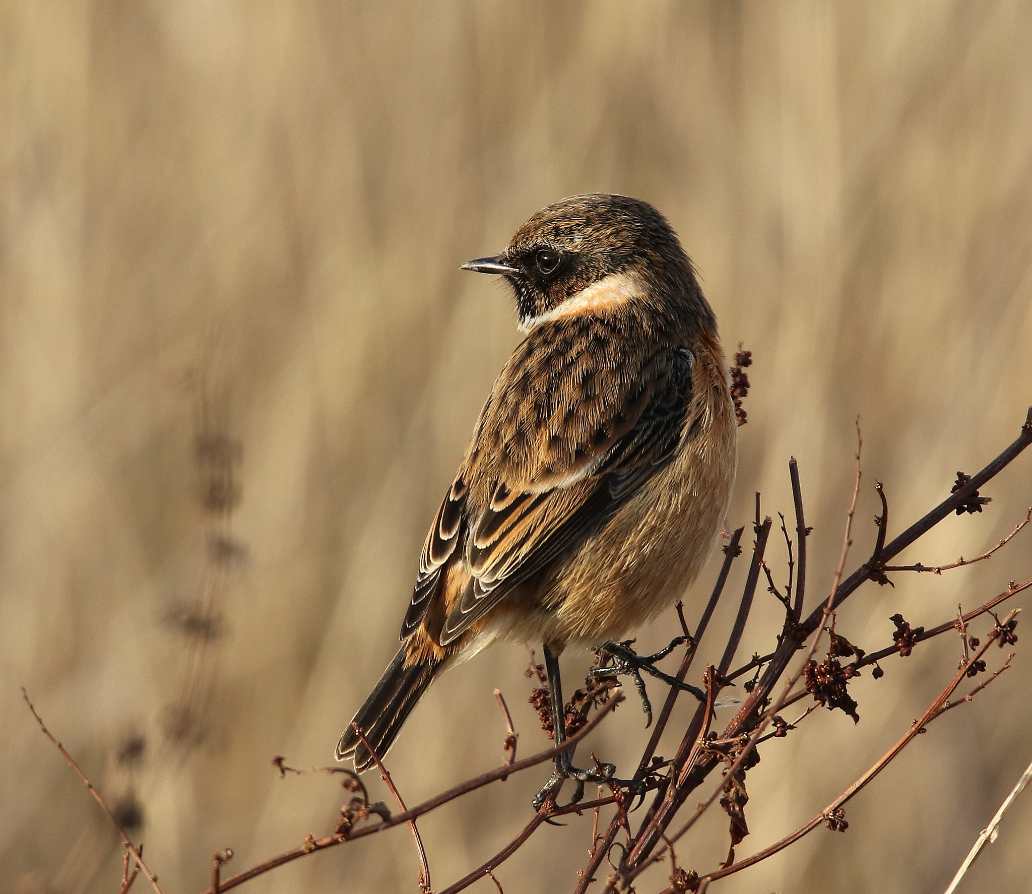Canon EOS 7D Mark II + Sigma 150-600mm F5-6.3 DG OS HSM | S sample photo. Stonechat photography