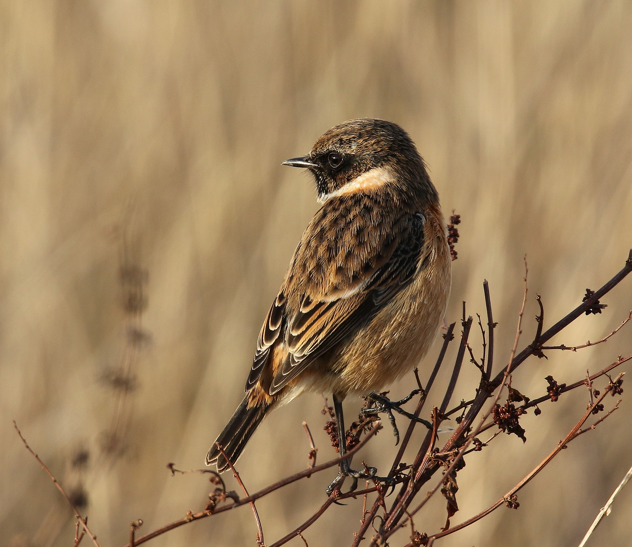 Canon EOS 7D Mark II sample photo. Stonechat photography