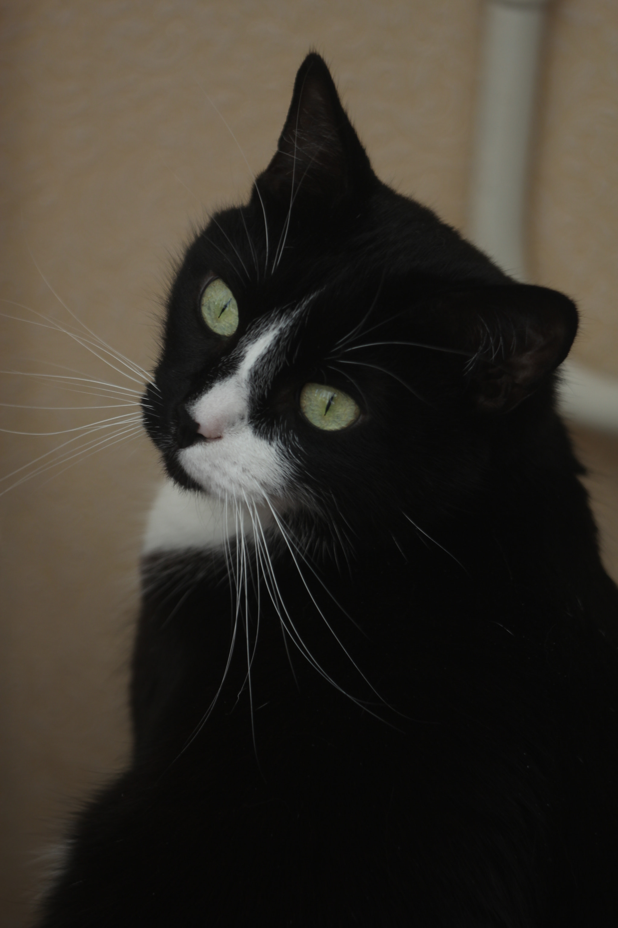 Canon EF 35-80mm f/4-5.6 sample photo. Charlie photography