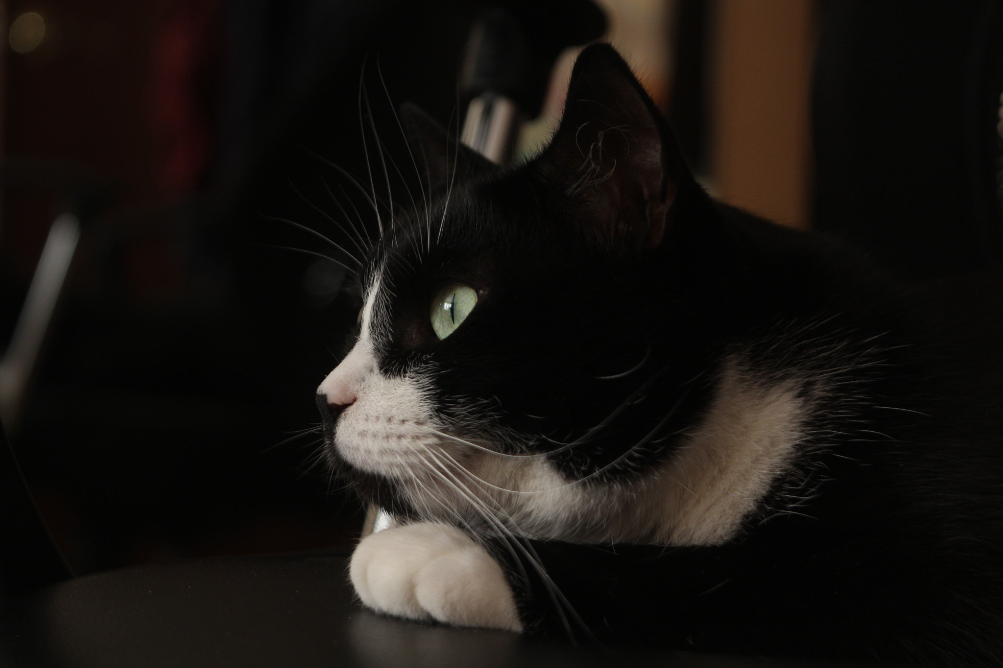 Canon EF 35-80mm f/4-5.6 sample photo. Charlie photography