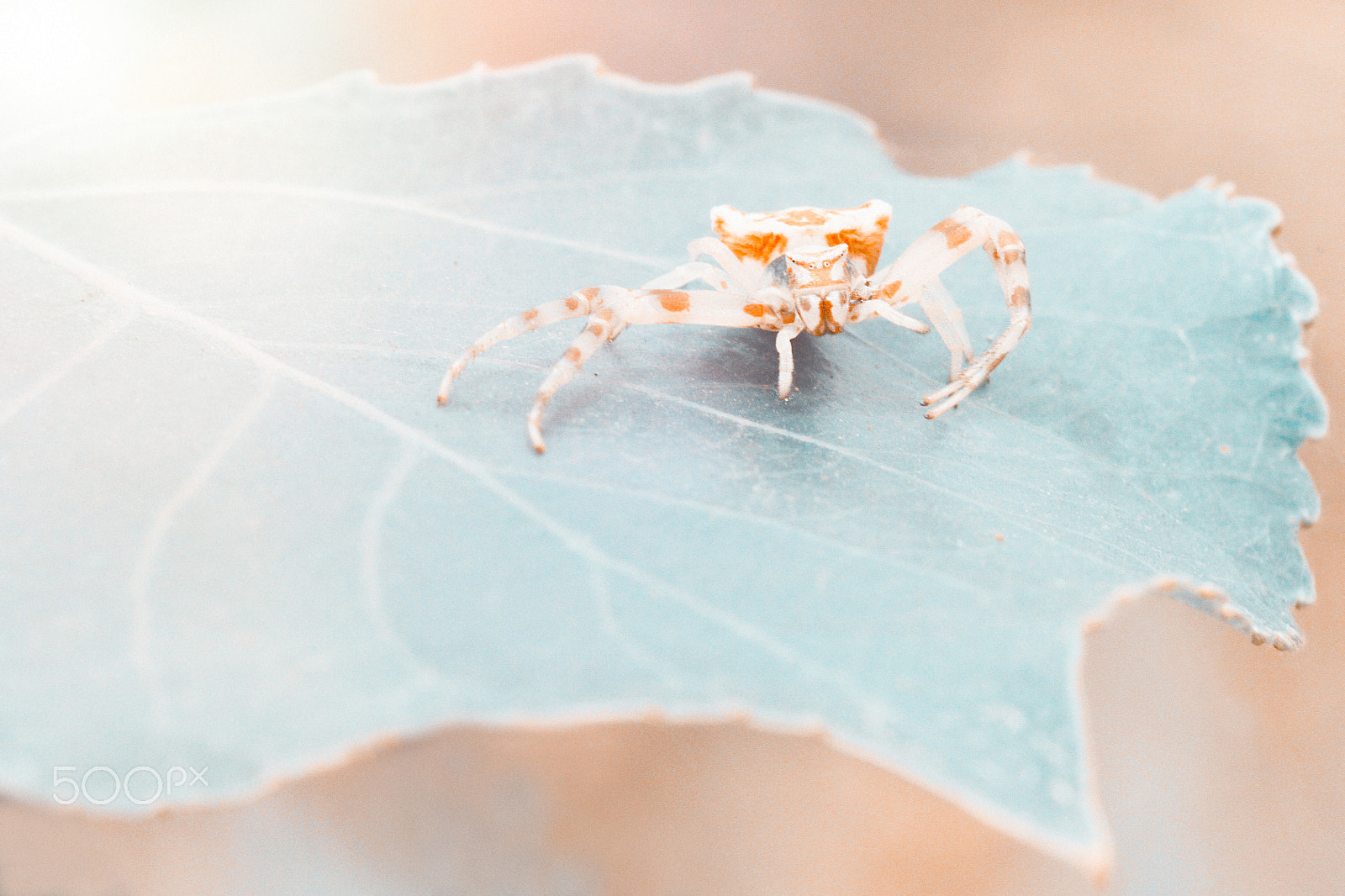 Sigma 150mm f/2.8 EX DG OS HSM APO Macro sample photo. Dance on the leaf photography