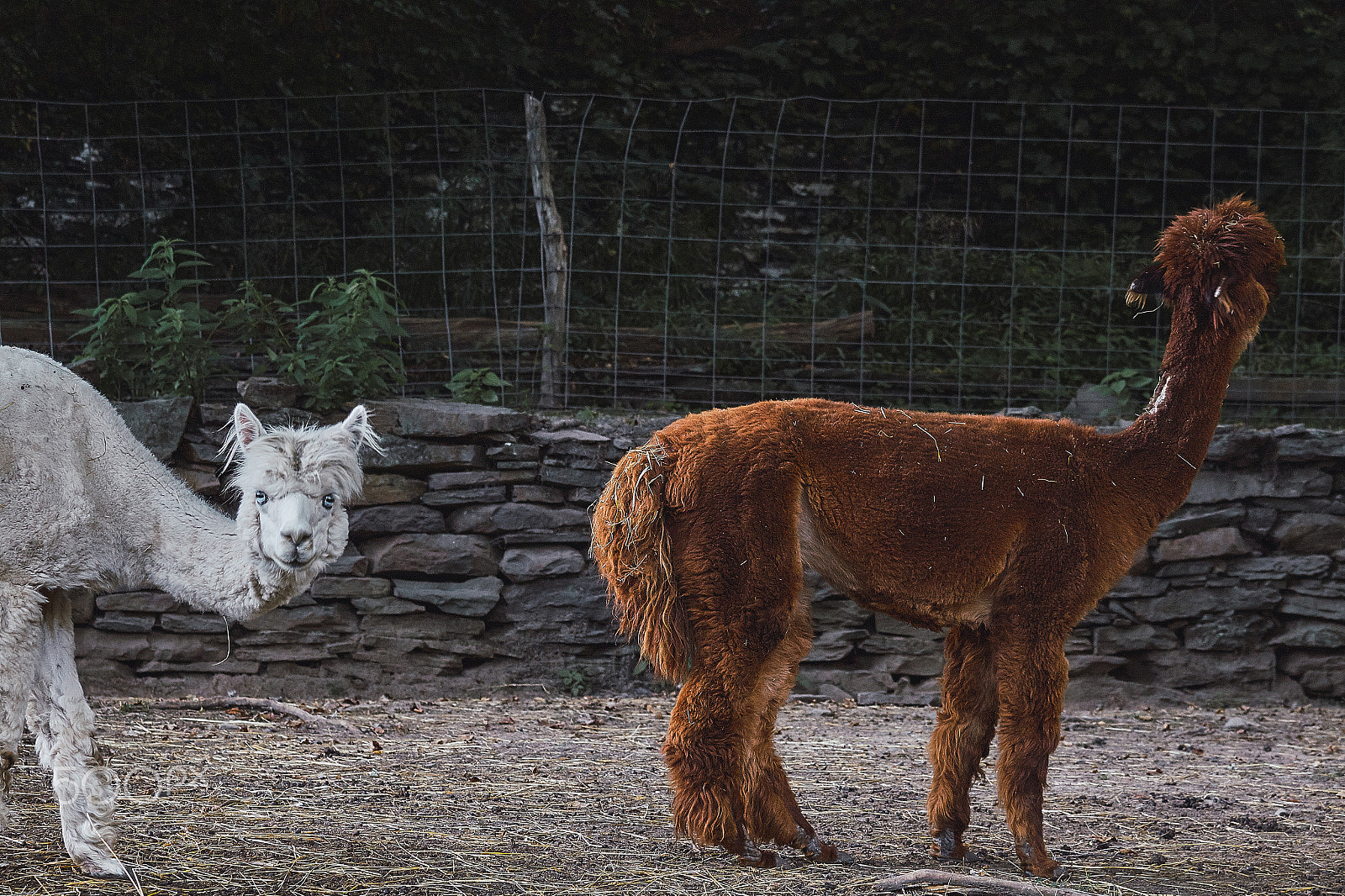Canon EF 70-200mm F4L IS USM sample photo. Llama photography