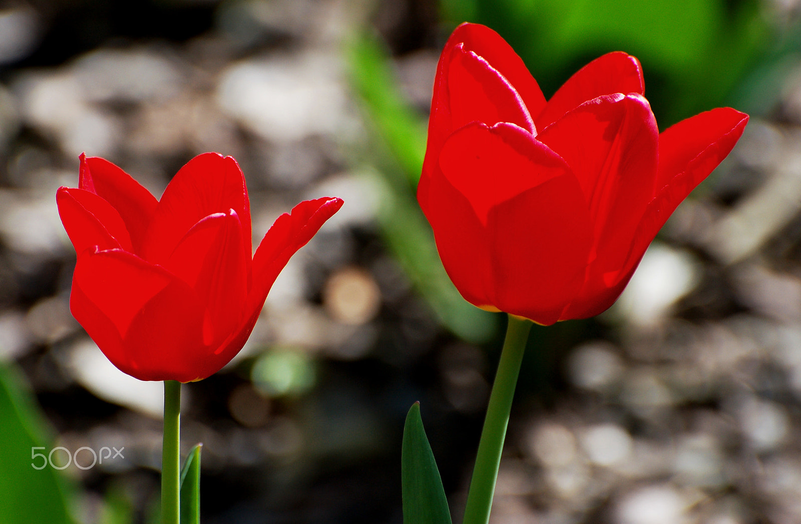 Nikon D50 sample photo. Red tulips photography