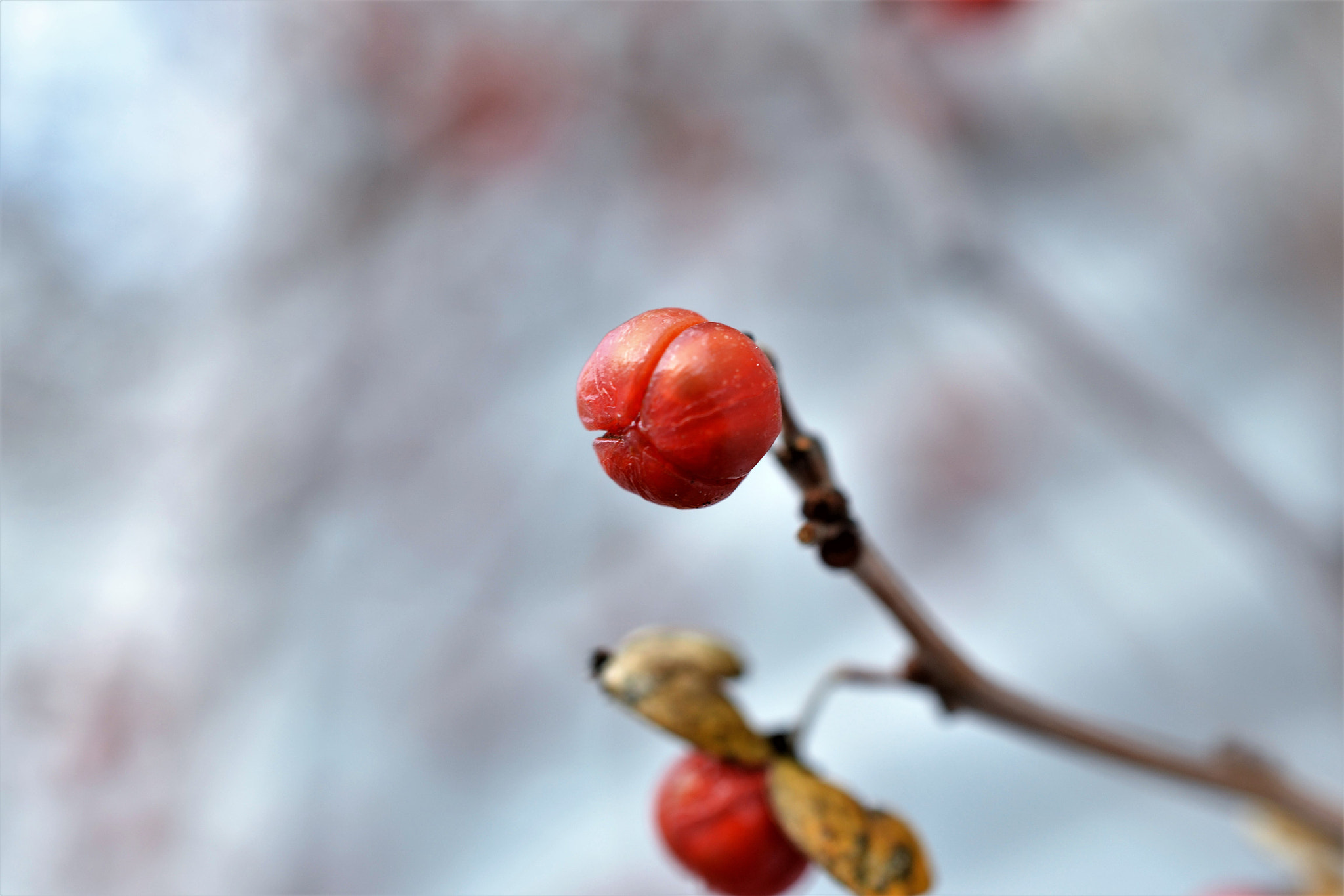 Nikon AF-S DX Micro Nikkor 40mm F2.8 sample photo. Winter berry photography