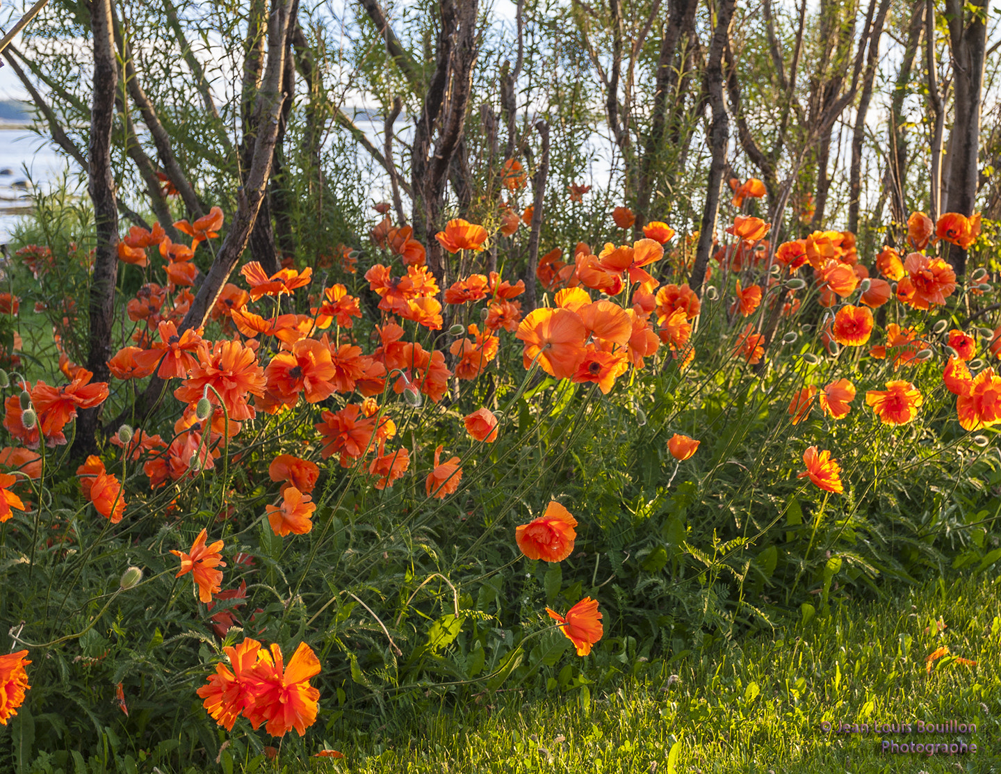 Canon EOS 30D + Canon EF 17-40mm F4L USM sample photo. Poppy garden photography