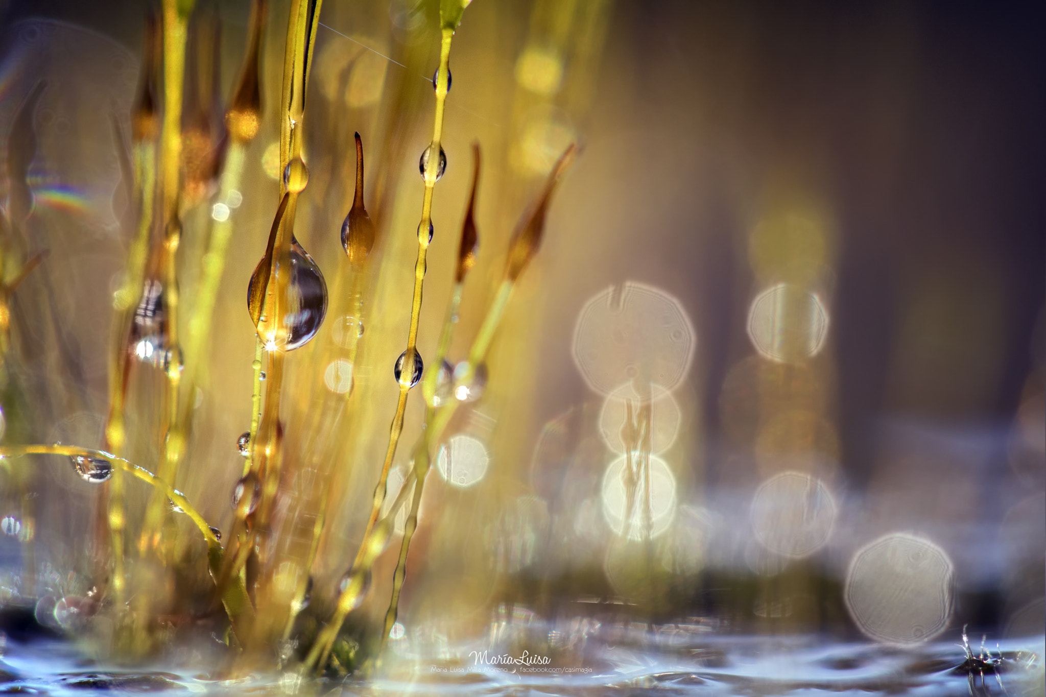 Canon EF 100mm F2.8 Macro USM sample photo. Hidden treasure photography