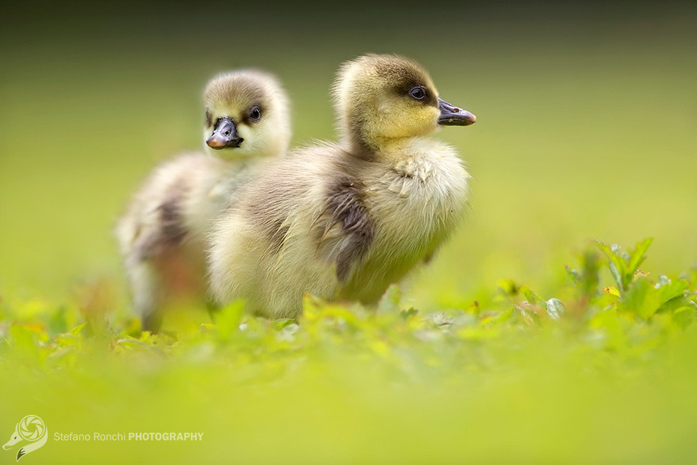 Canon EF 300mm F2.8L IS USM sample photo. Brothers photography