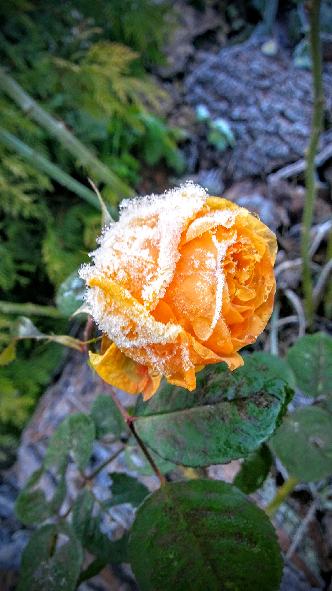LG K10 sample photo