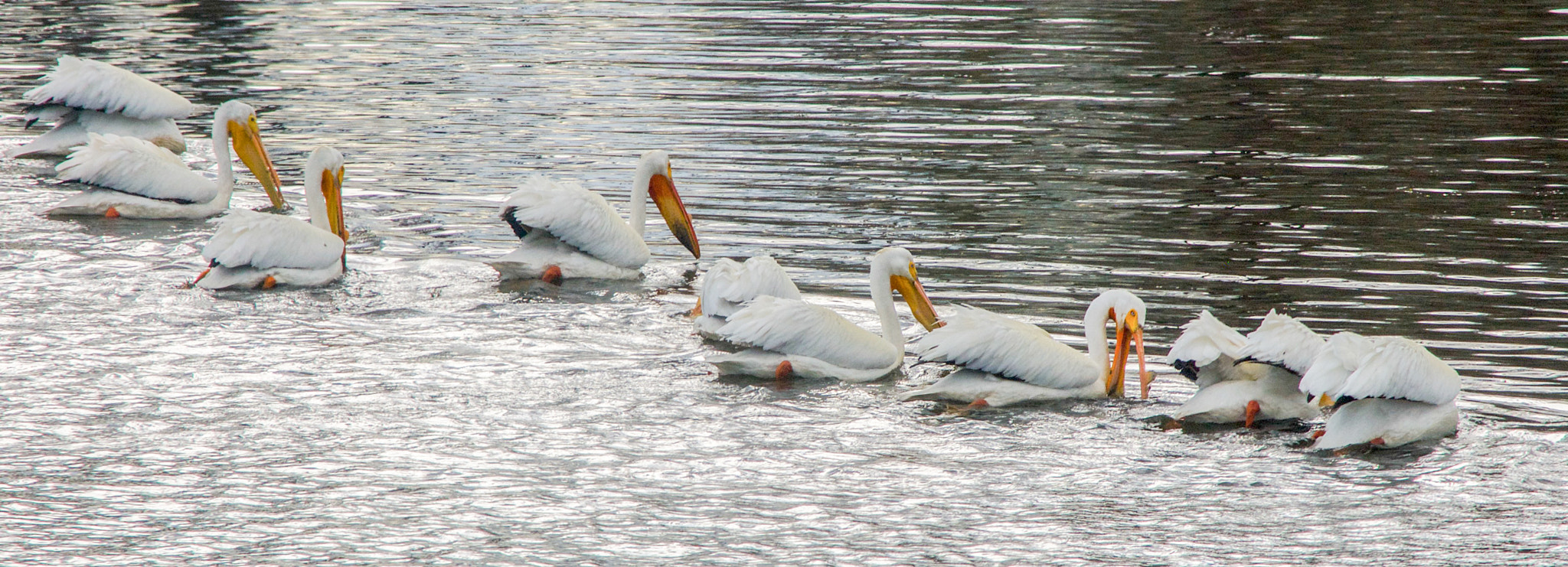 Nikon D200 sample photo. Pelican parade photography