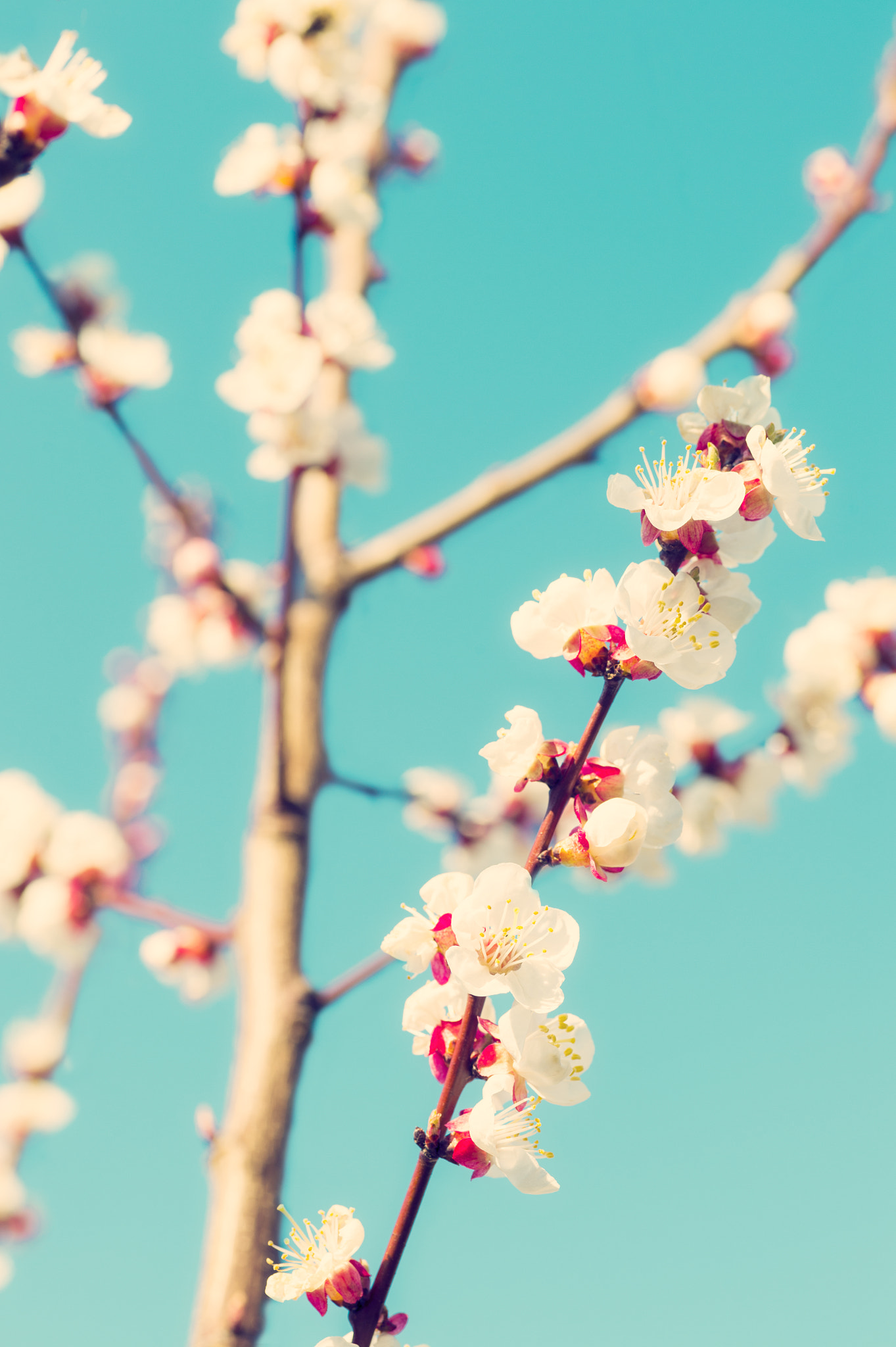 Sigma 70mm F2.8 EX DG Macro sample photo. Blossoming fruit tree, colorised image photography