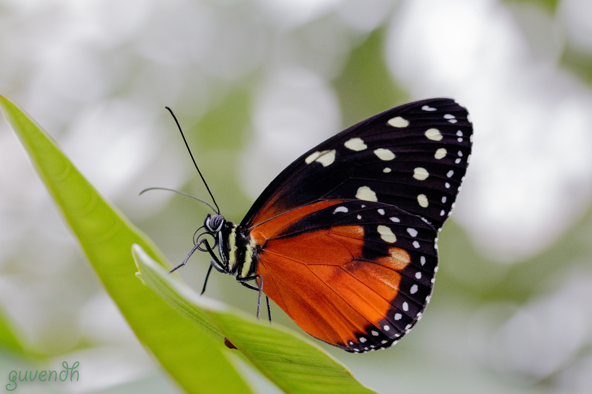 Sigma 105mm F2.8 EX DG OS HSM sample photo. Her majesty the butterfly  ⠀ photography