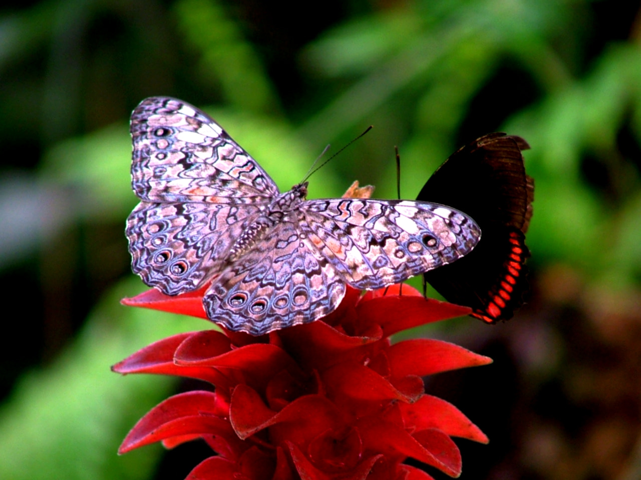 Fujifilm FinePix S5000 sample photo. Farfalla photography