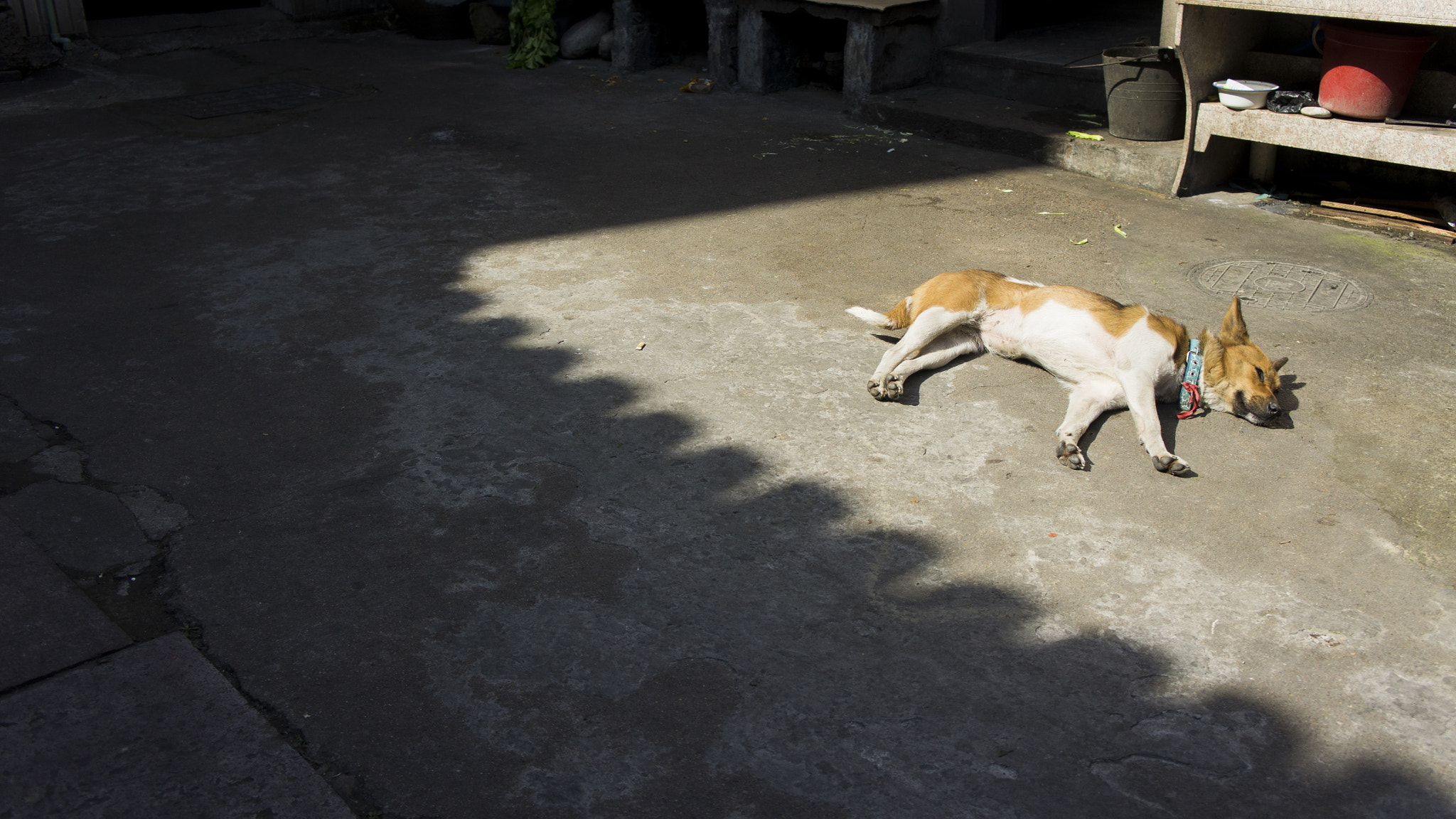 Sony NEX-5C + Sony E 18-55mm F3.5-5.6 OSS sample photo. Sleepy doggy photography