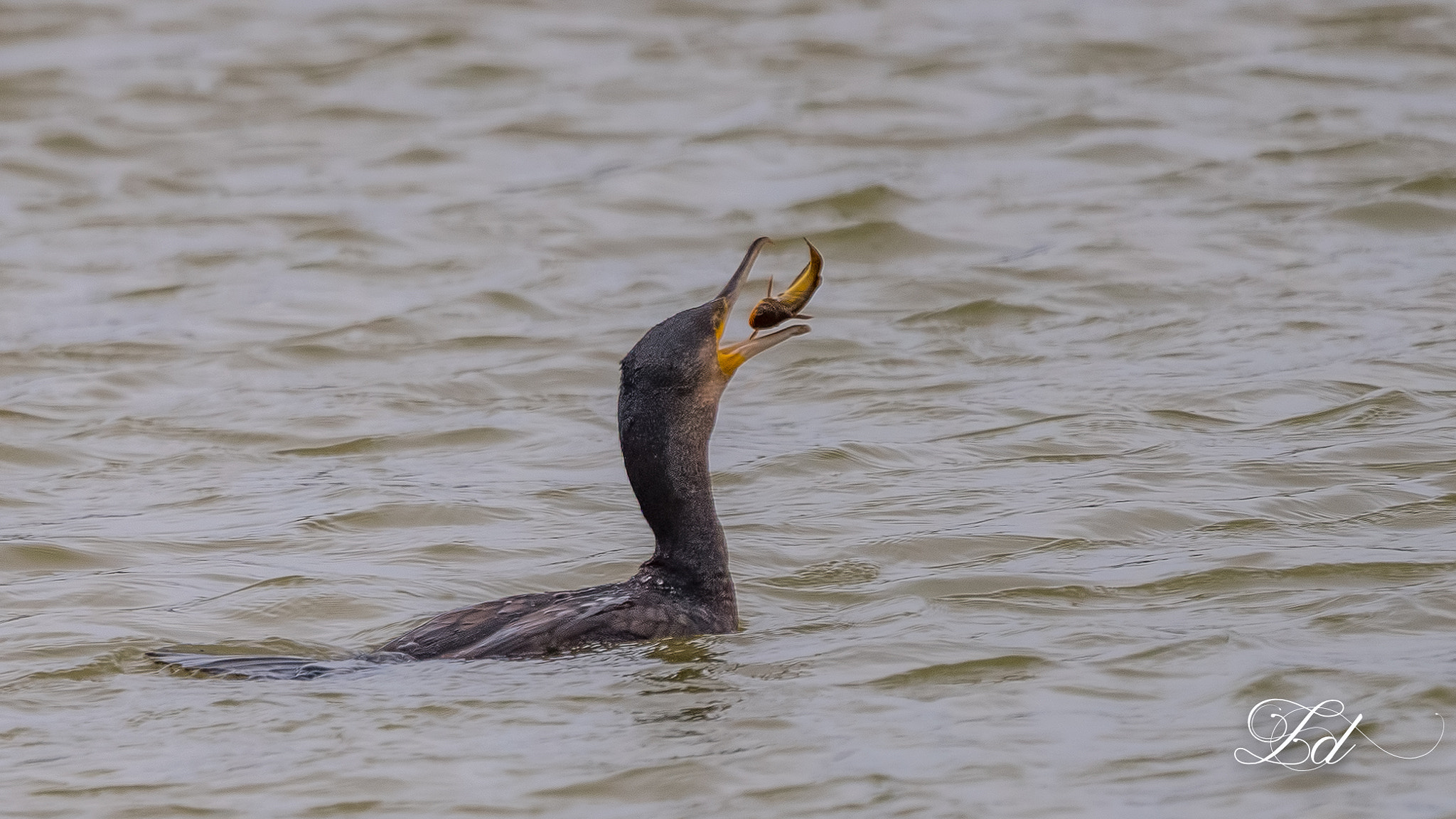 Nikon D5 + Nikon AF-S Nikkor 600mm F4G ED VR sample photo. Grand cormoran photography