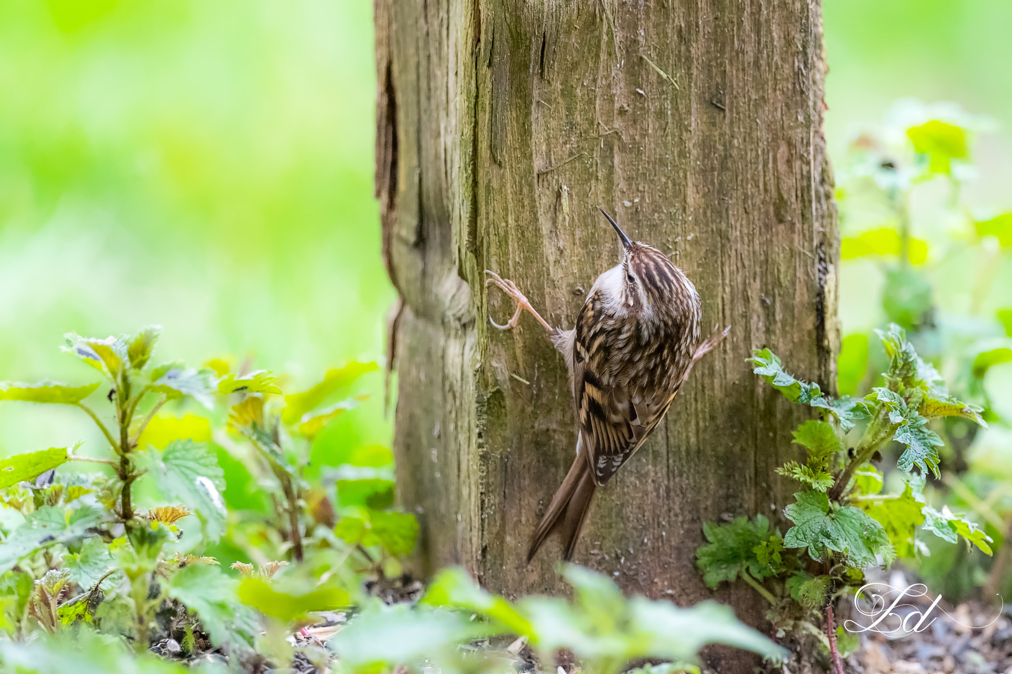 Nikon D5 sample photo. Grimpereau des jardins photography