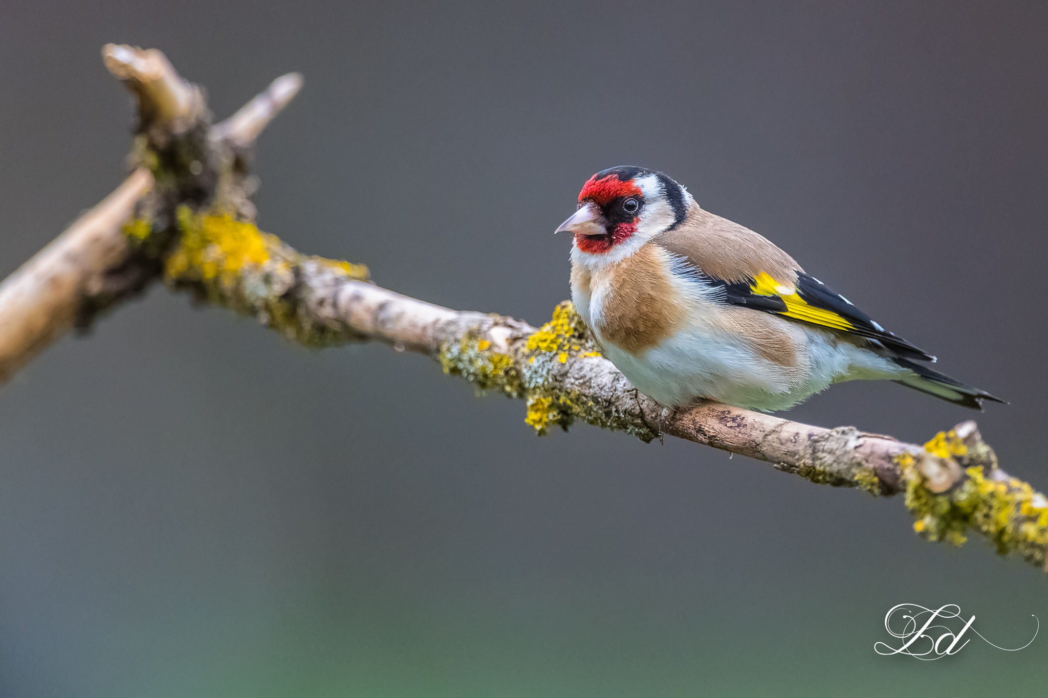 Nikon D5 + Nikon AF-S Nikkor 600mm F4G ED VR sample photo. Chardonneret élégant photography