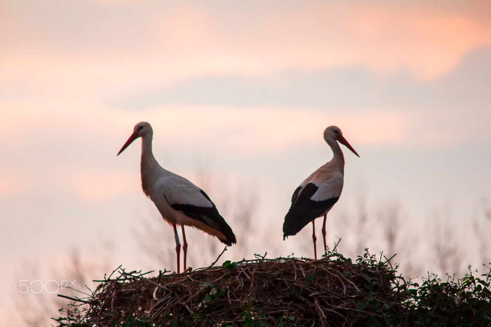 Sigma 150-500mm F5-6.3 DG OS HSM sample photo. The nest photography
