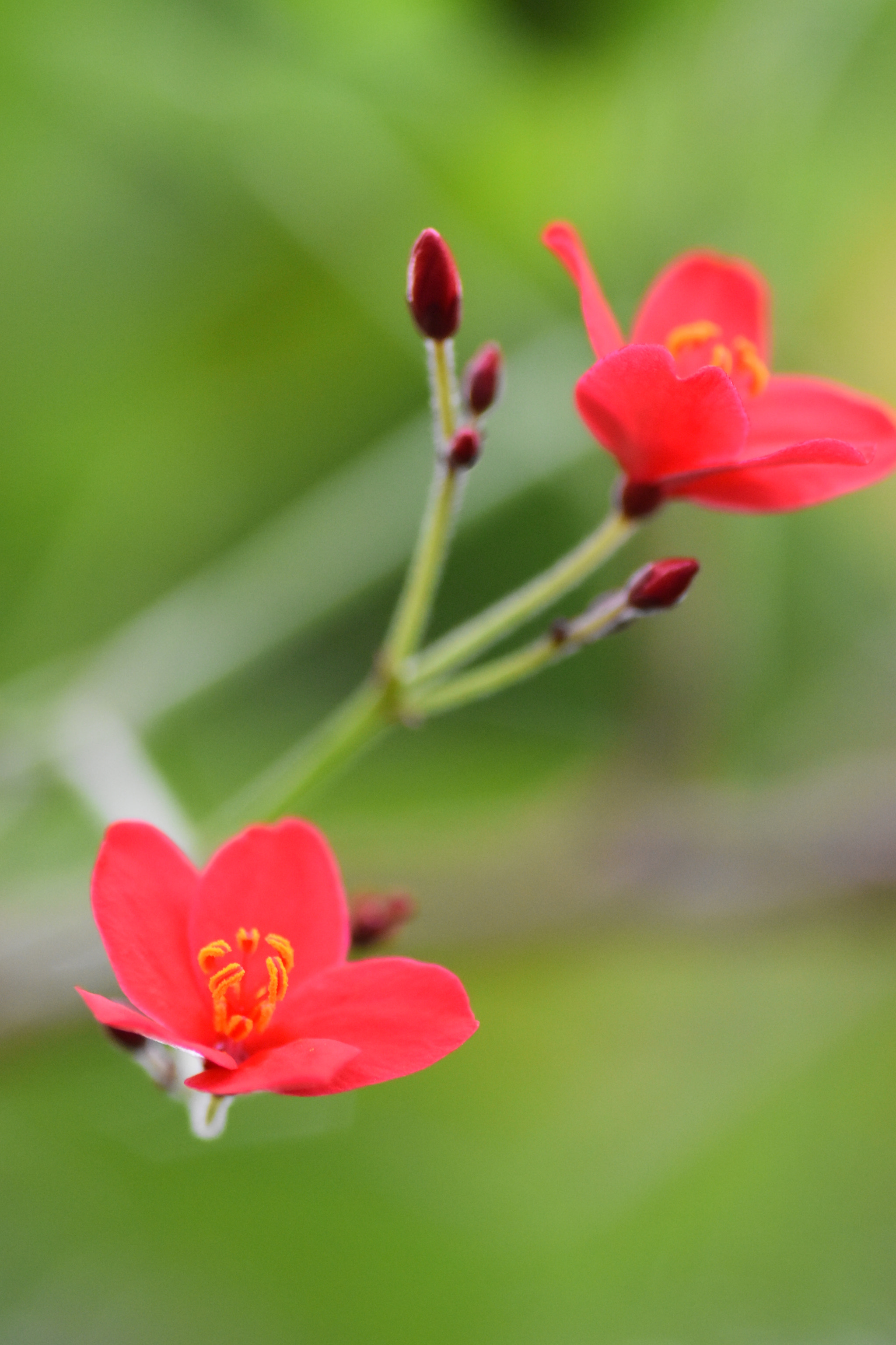 Nikon D5500 sample photo. Red flower photography