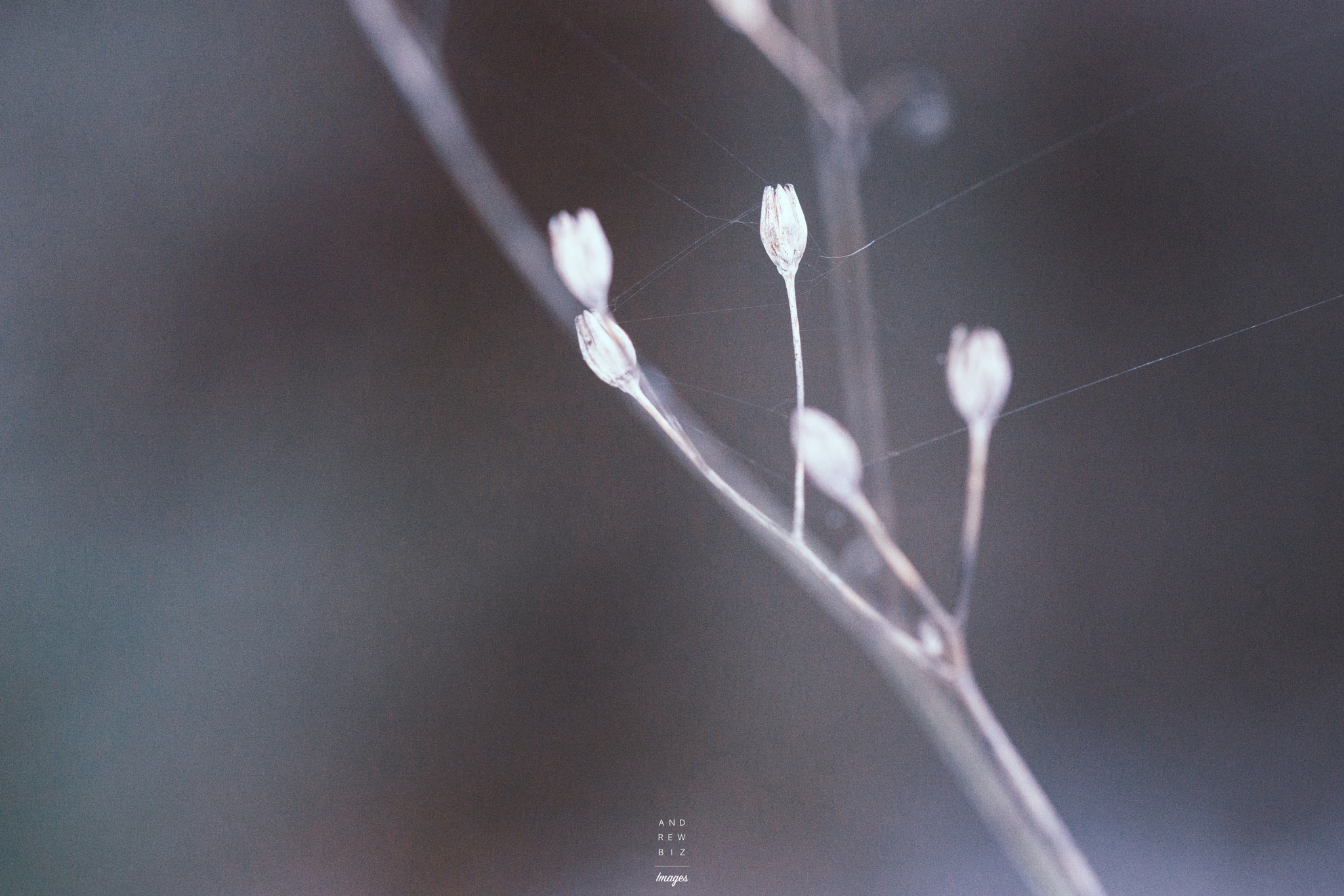 Sony a6000 + Sony DT 50mm F1.8 SAM sample photo. Fine threads photography