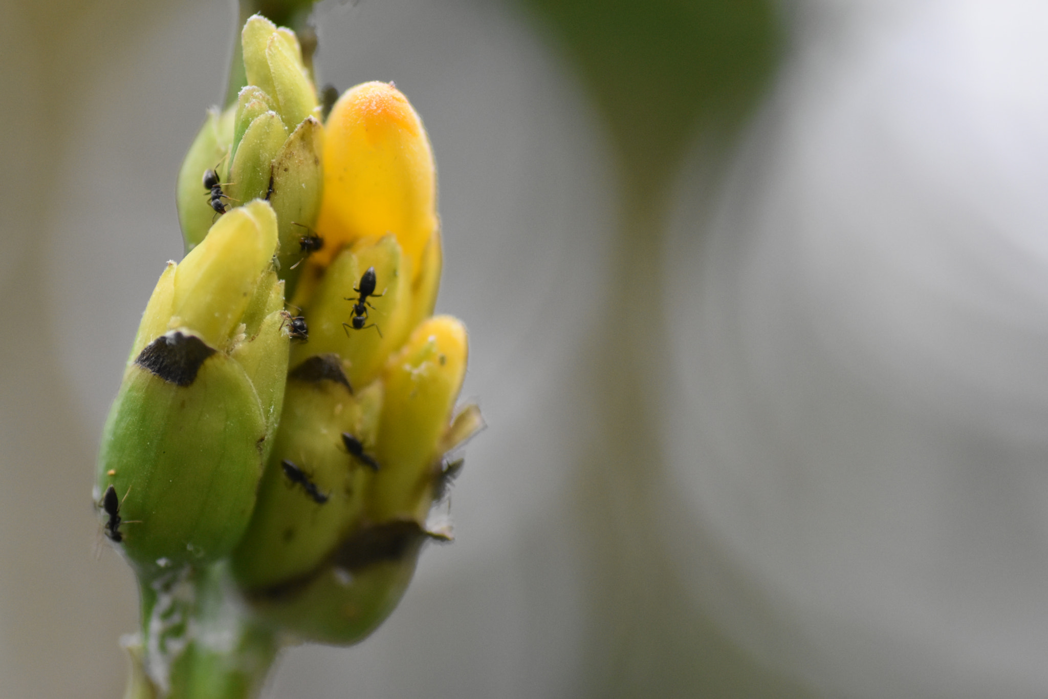 Nikon D5500 sample photo. Busy ants photography