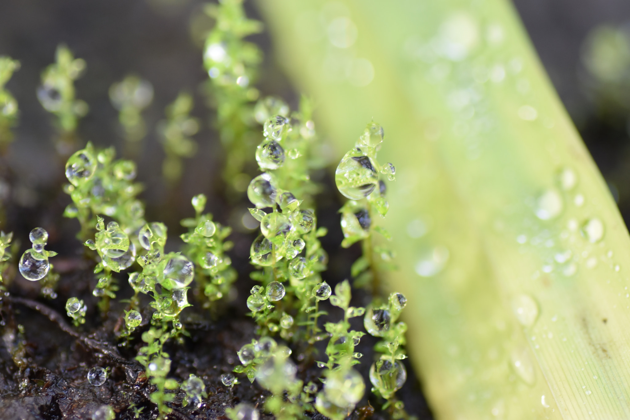 Nikon D5500 sample photo. Raindrops photography