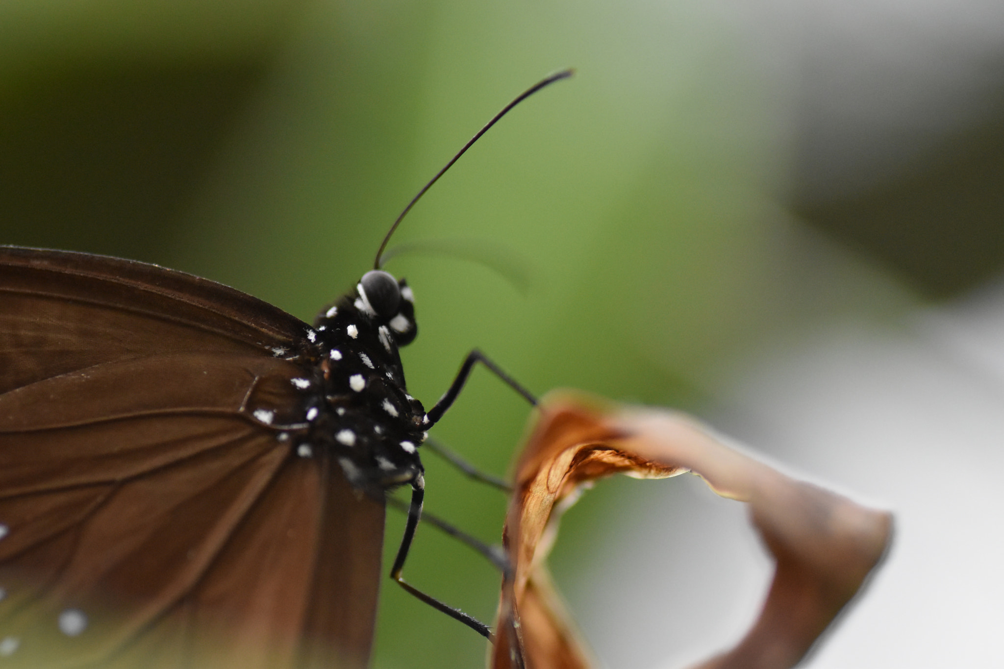 Nikon D5500 sample photo. Brown butterfly photography