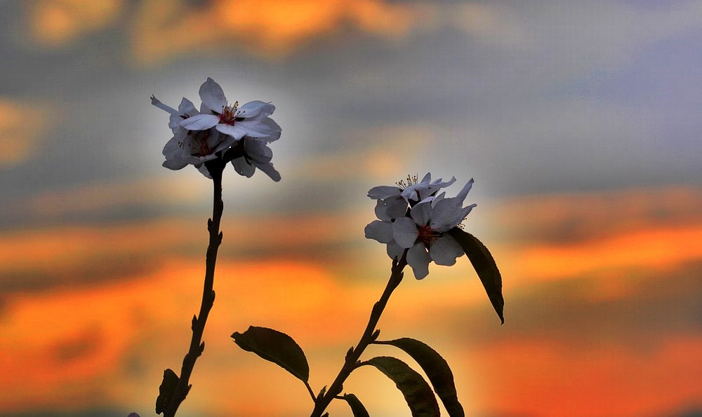 Sigma 70-300mm F4-5.6 APO Macro Super II sample photo. Les fleurs d'amandier photography