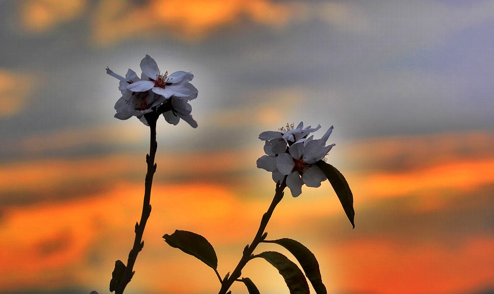 Nikon D7100 + Sigma 70-300mm F4-5.6 APO Macro Super II sample photo. Les fleurs d'amandier photography