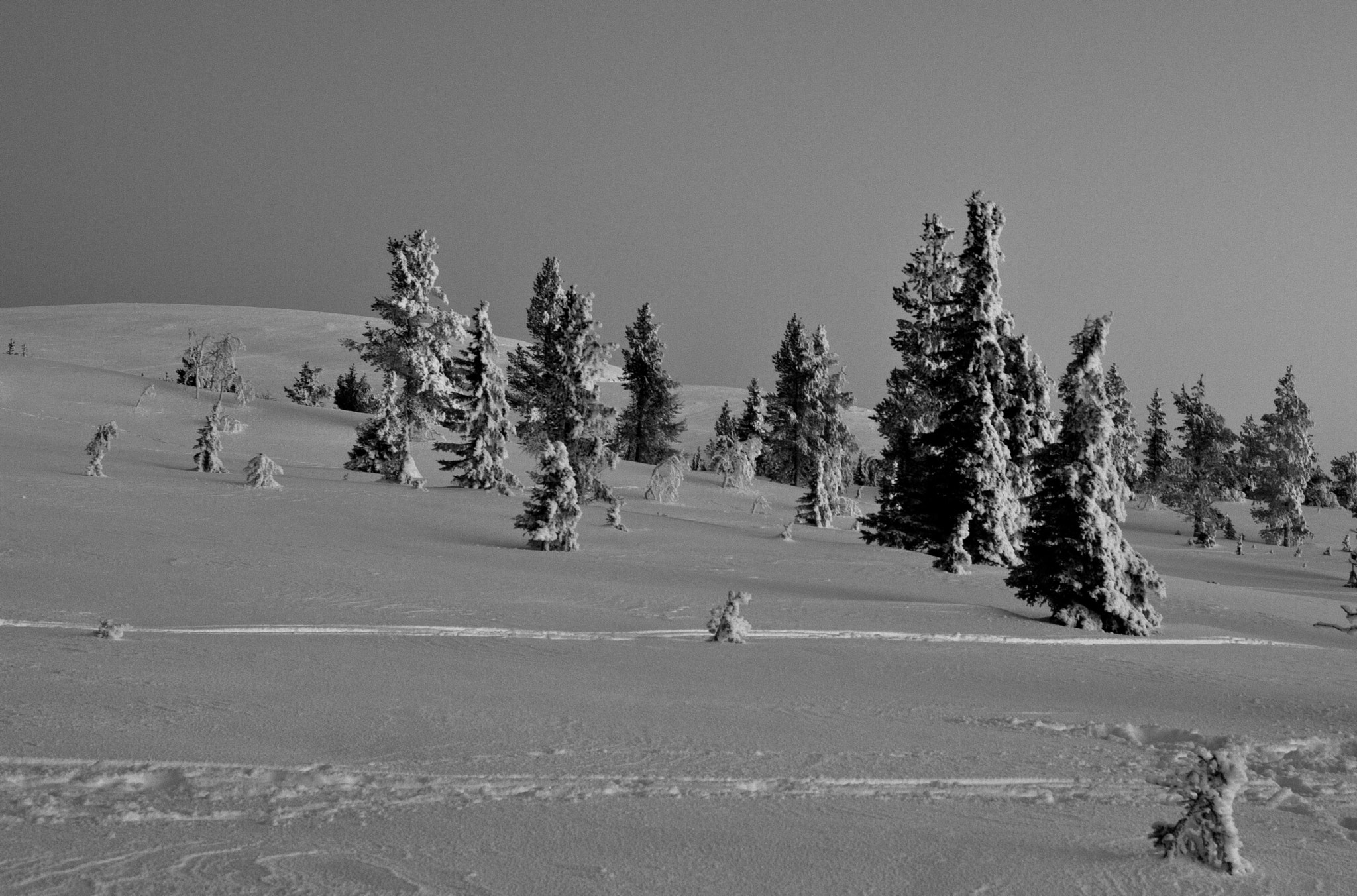 Nikon D700 + AF Nikkor 50mm f/1.4 sample photo. Cold trees photography