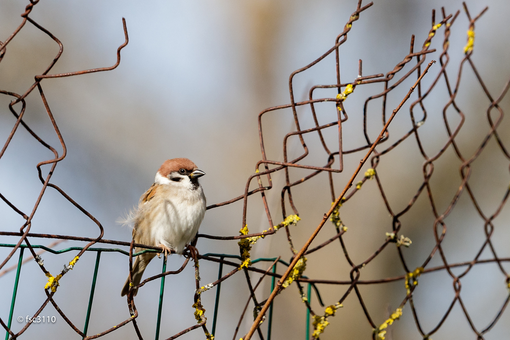 Canon EF 500mm F4L IS II USM sample photo. Eurasian tree sparrow on a wire fence photography