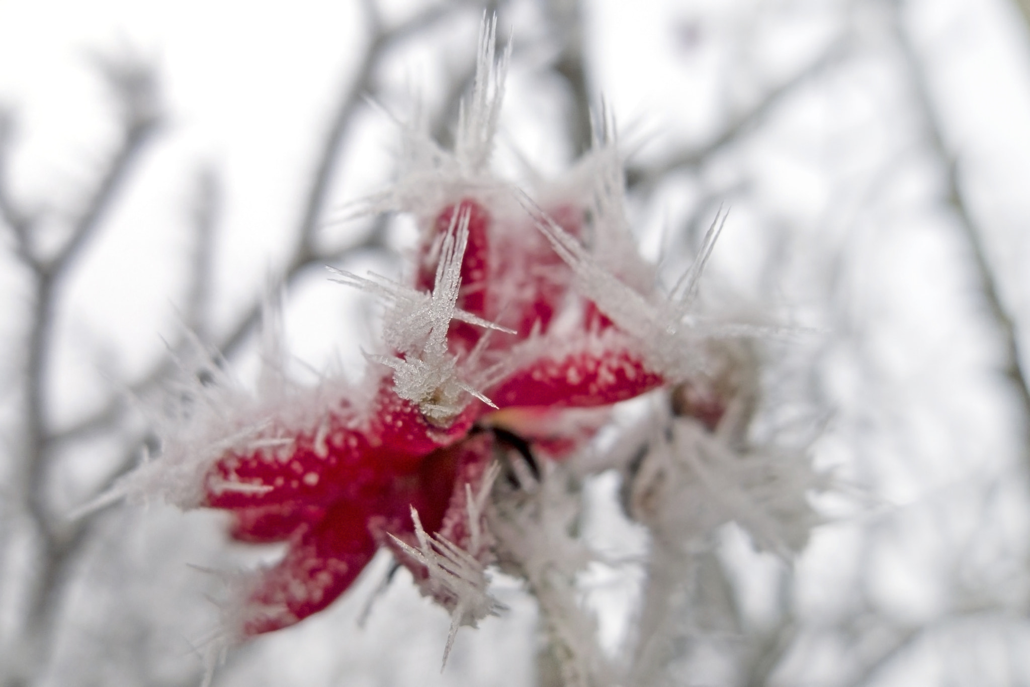 Leica D-LUX 5 sample photo. Frozen nature photography