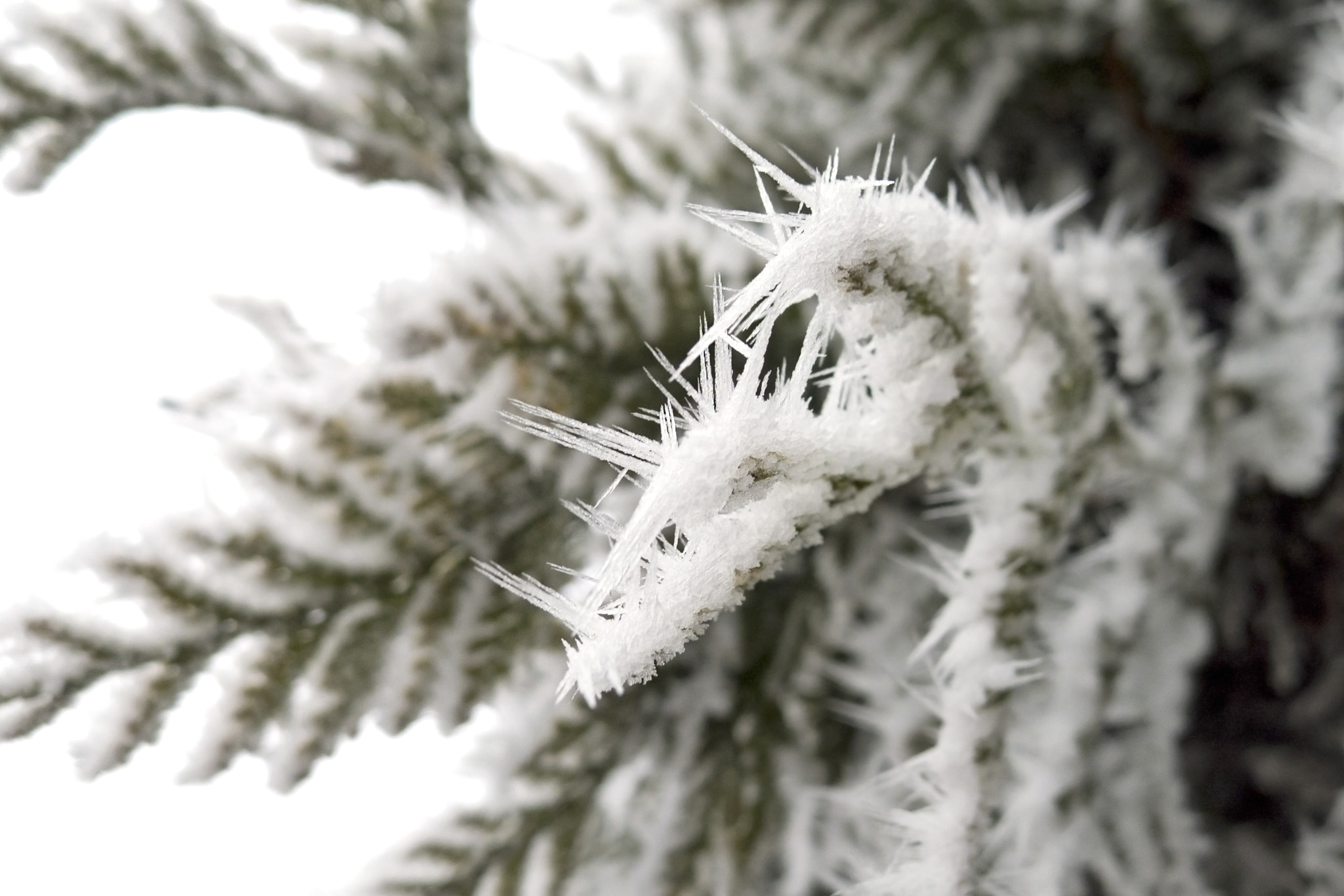 Leica D-LUX 5 sample photo. Frozen nature photography