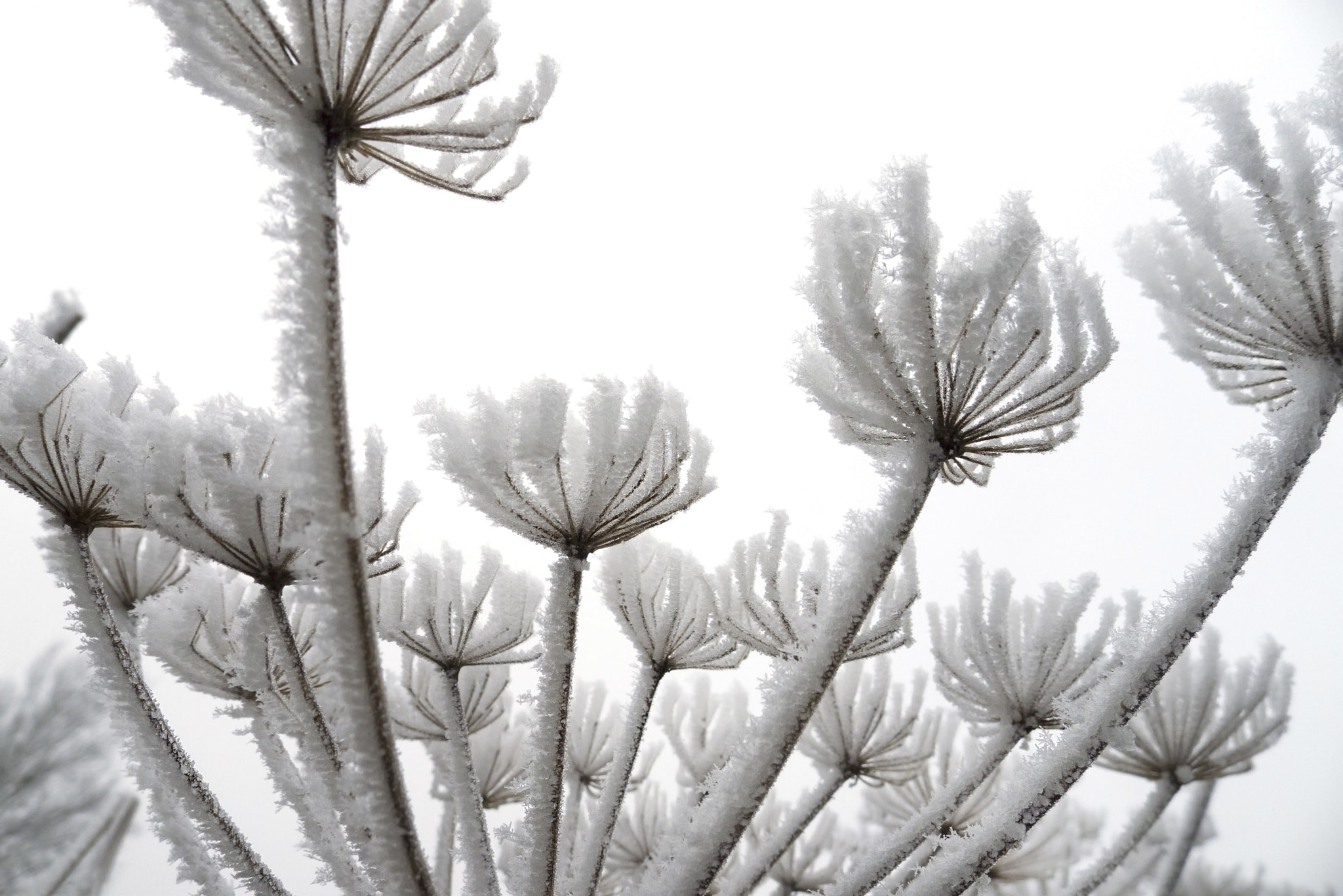 Leica D-LUX 5 sample photo. Frozen nature photography
