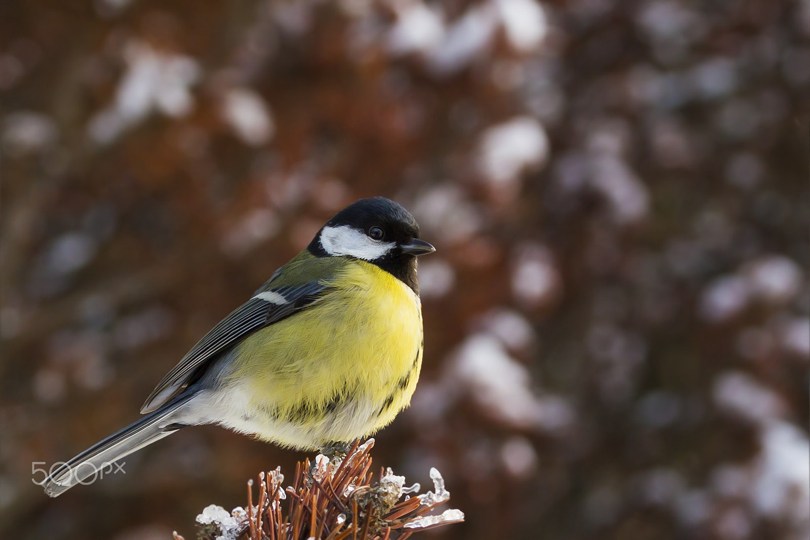 Sigma 105mm F2.8 EX DG OS HSM sample photo. Talitiainen, great tit photography