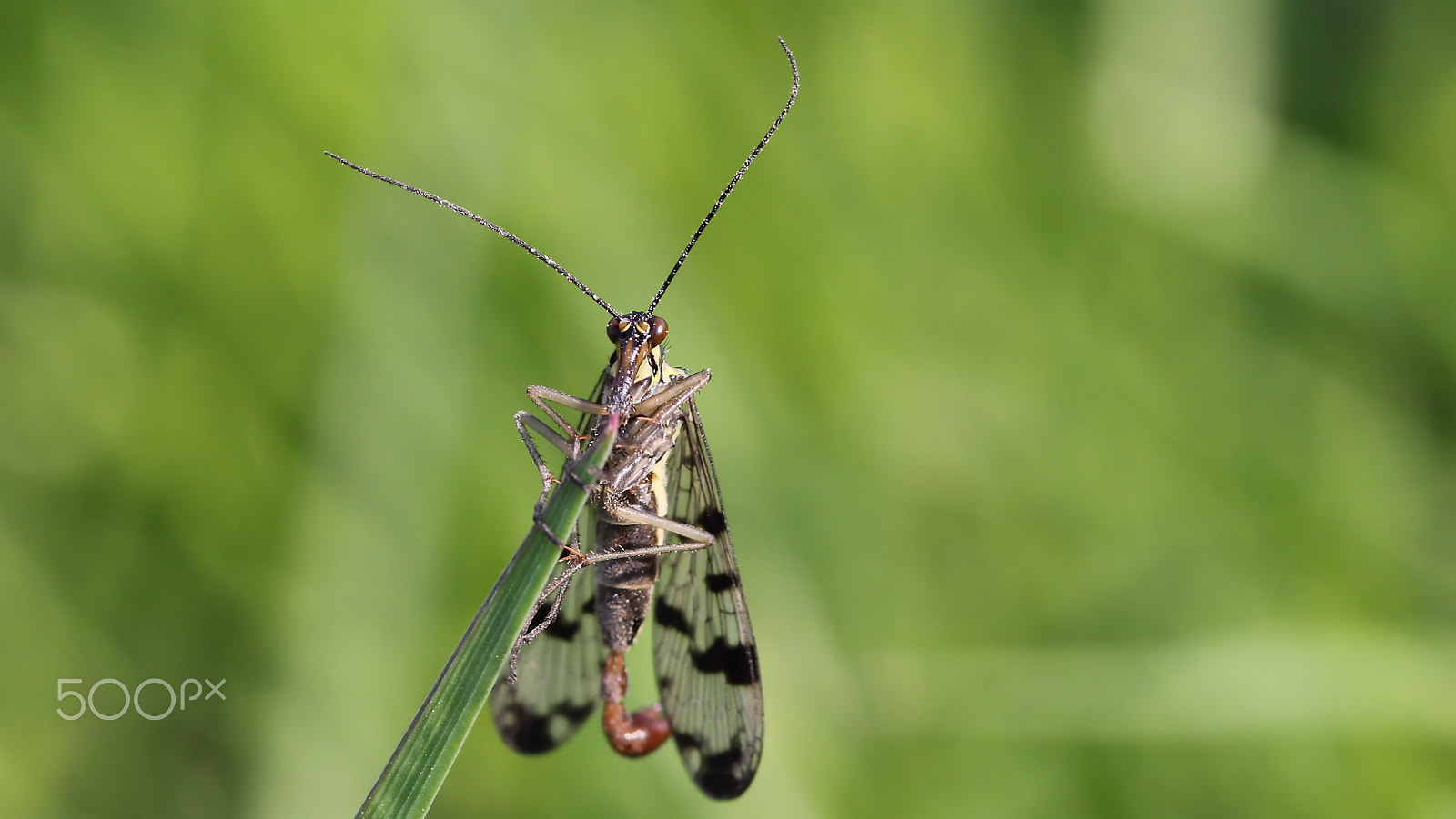 Canon EOS 60D sample photo. Scorpionfly photography