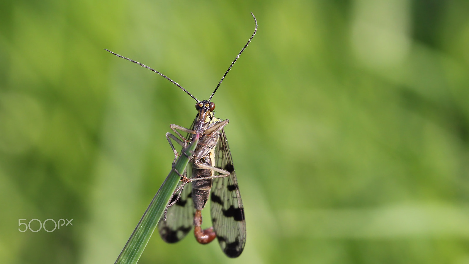 Canon EOS 60D + Canon EF 100mm F2.8 Macro USM sample photo. Scorpionfly photography