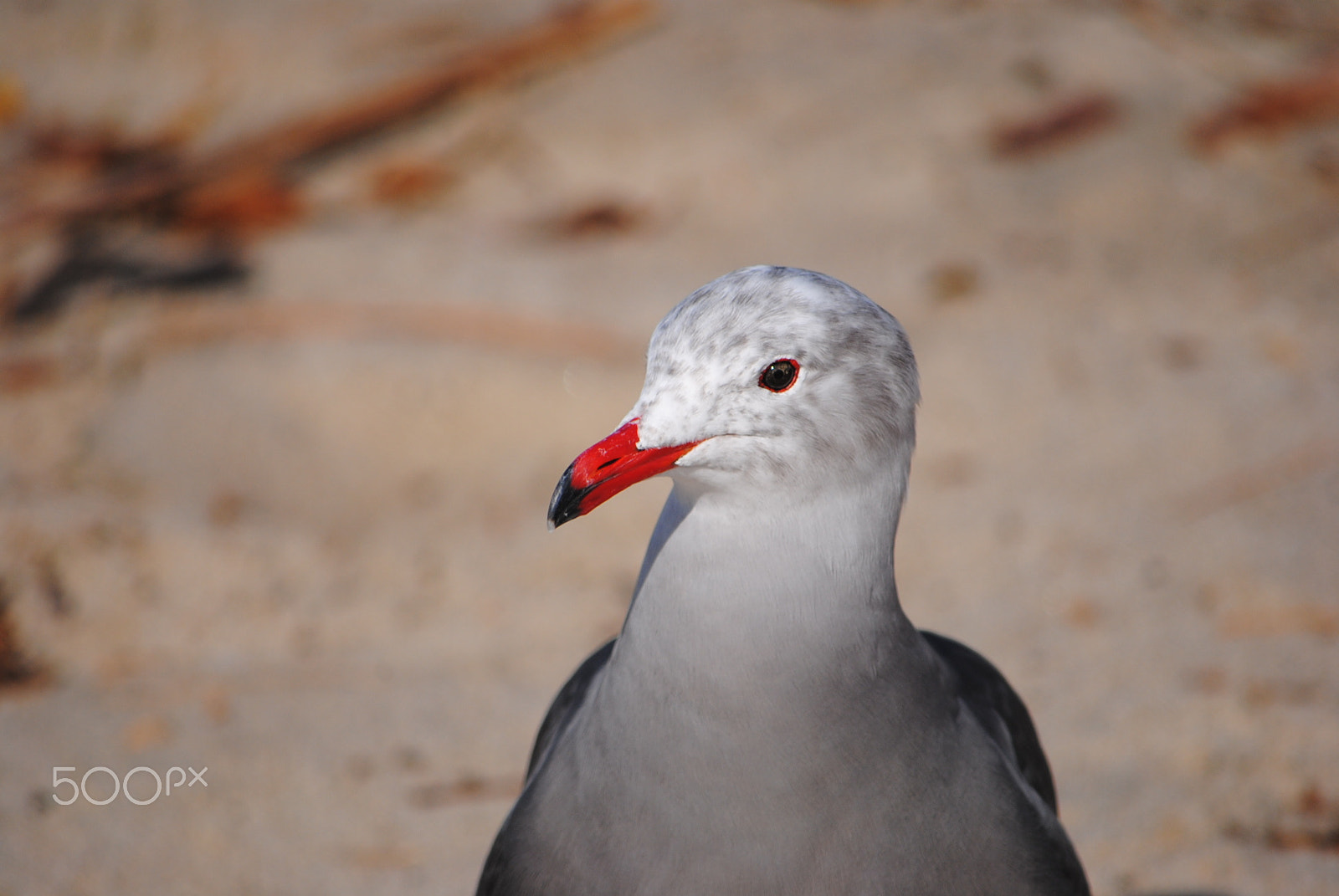Nikon D3000 sample photo. Seagull on santa monica beach photography