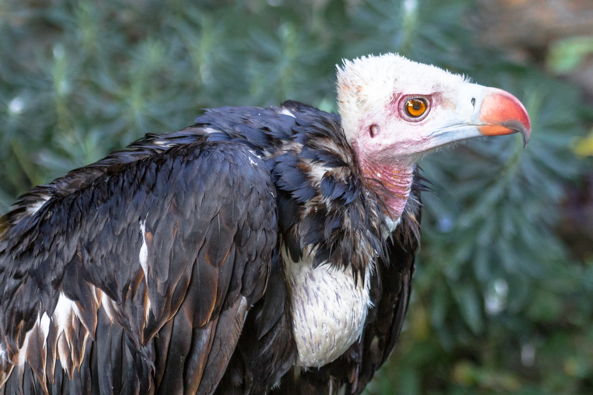 Canon EF 100-400mm F4.5-5.6L IS USM sample photo. White-headed vulture photography