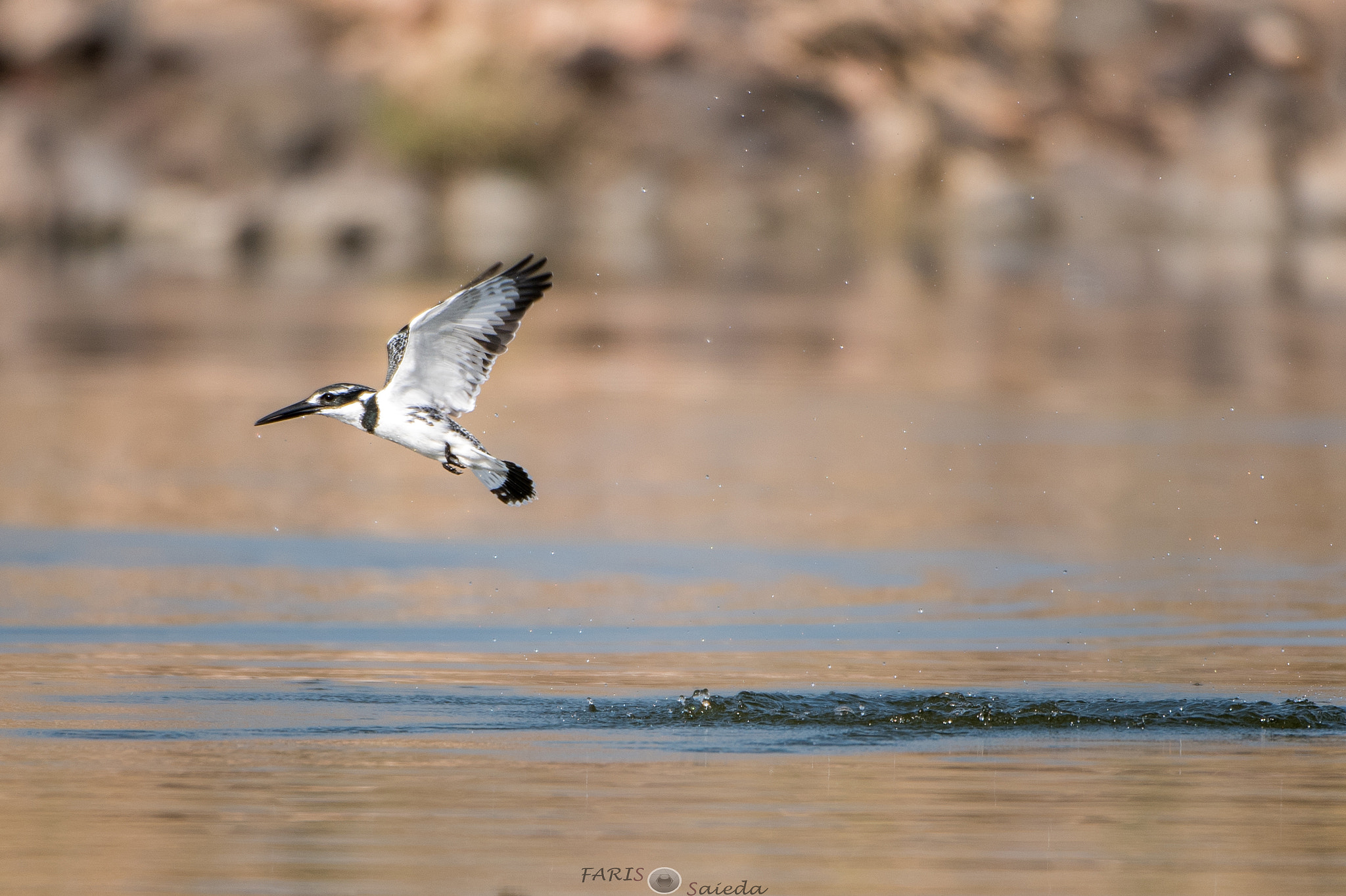 Nikon AF-S Nikkor 200-400mm F4G ED-IF VR sample photo