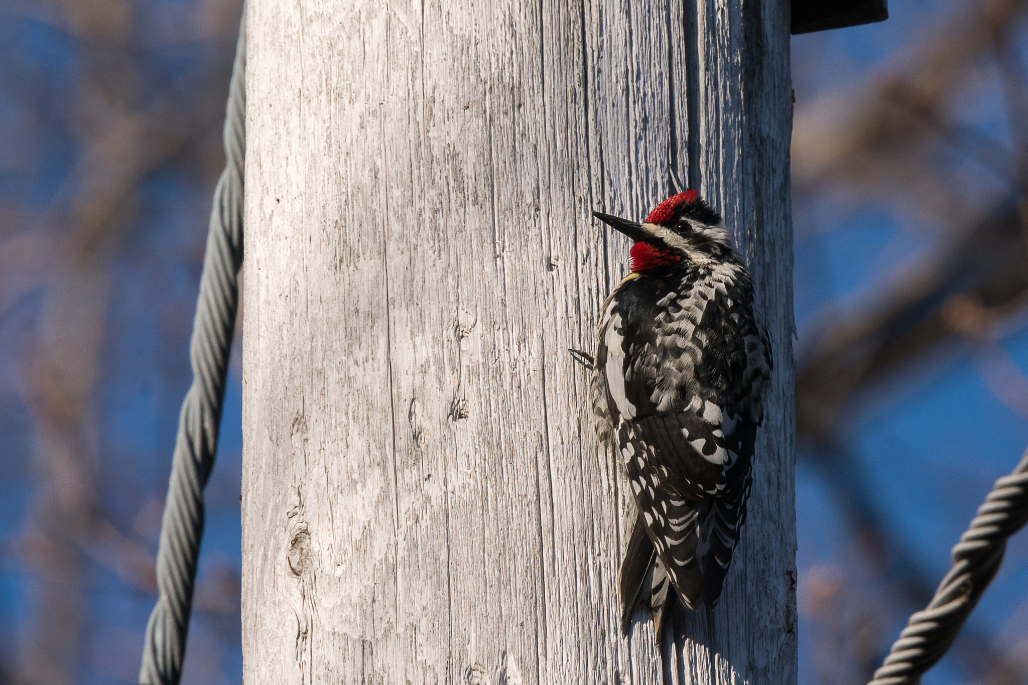 Nikon Nikkor AF-S 300mm F4E PF ED VR sample photo. 39 days until spring photography