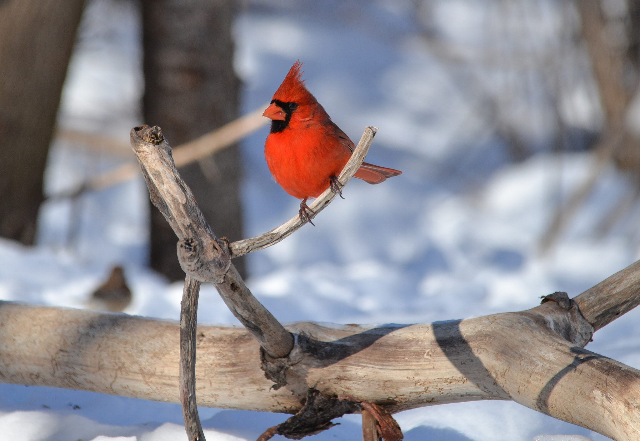 Sigma 150-500mm F5-6.3 DG OS HSM sample photo. The cardinal is ready ! photography